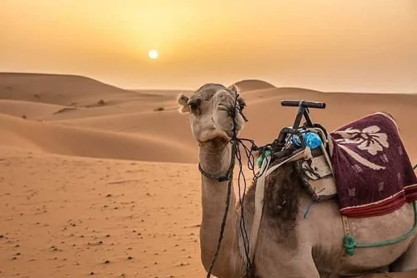 3 Days Fes to Marrakech Desert Tour via Merzouga