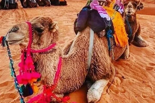 5-Day Agadir to Erg Chegaga Desert Tour | Sahara Morocco