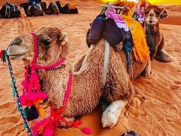 5-Day Agadir to Erg Chegaga Desert Tour | Sahara Morocco